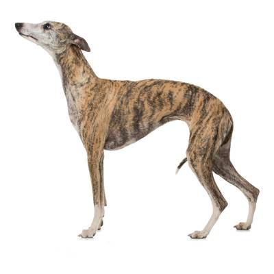 Whippet
