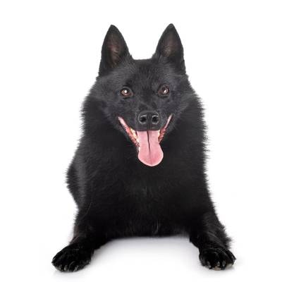 Schipperke