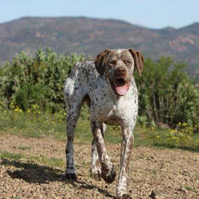 Bourbonnais Pointer