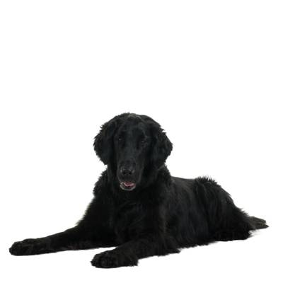 Flat-Coated Retriever