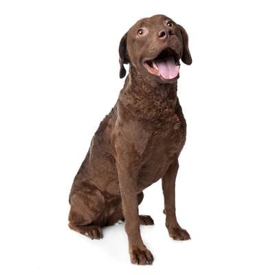 Chesapeake Bay Retriever