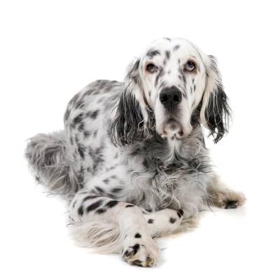 English Setter