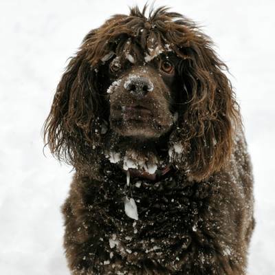 Boykin Spaniel