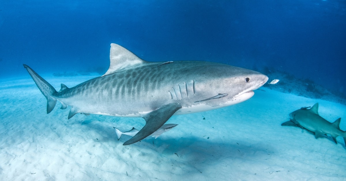 Tiger Shark