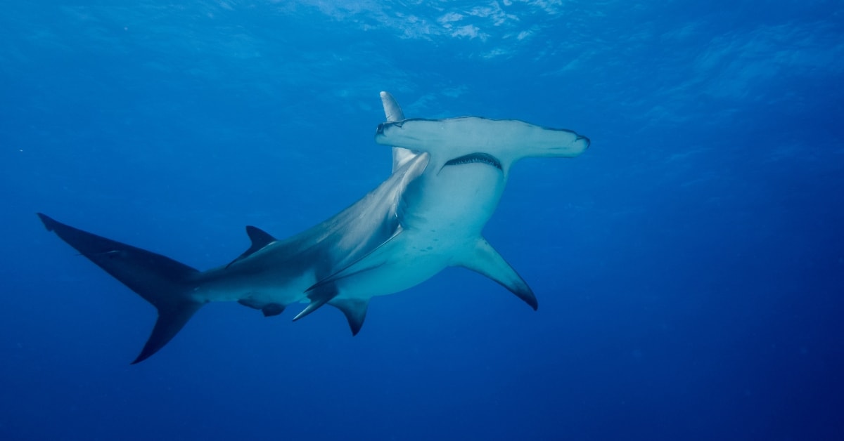 Hammerhead Shark