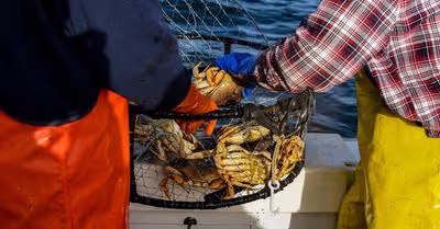 Best Boats For Crabbing
