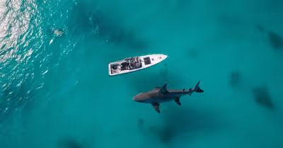 Do Sharks Attack Boats? (Factors, Reasons Why \x26 Safety Tips)